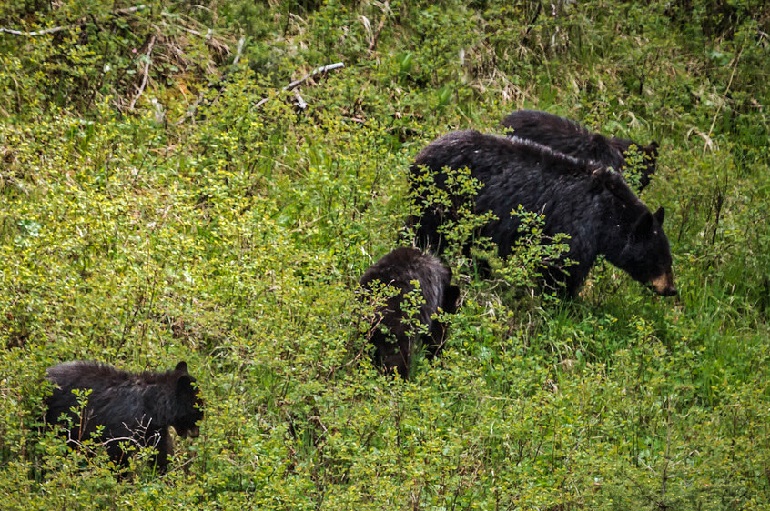 black bear name
