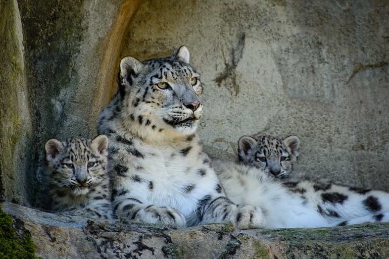 types of leopard