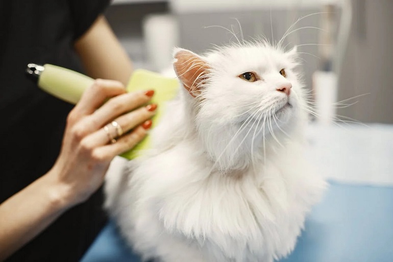 cat expenses
