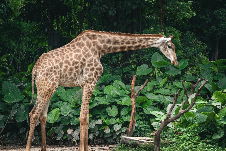 Are Giraffes Endangered? Uncover Their Conservation Status