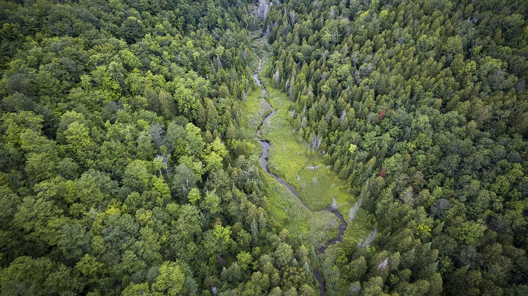 deforestation united states