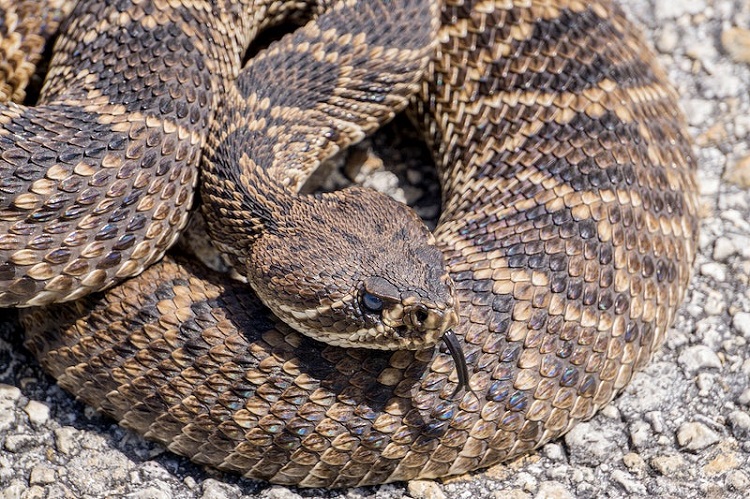 can you die from a rattlesnake bite