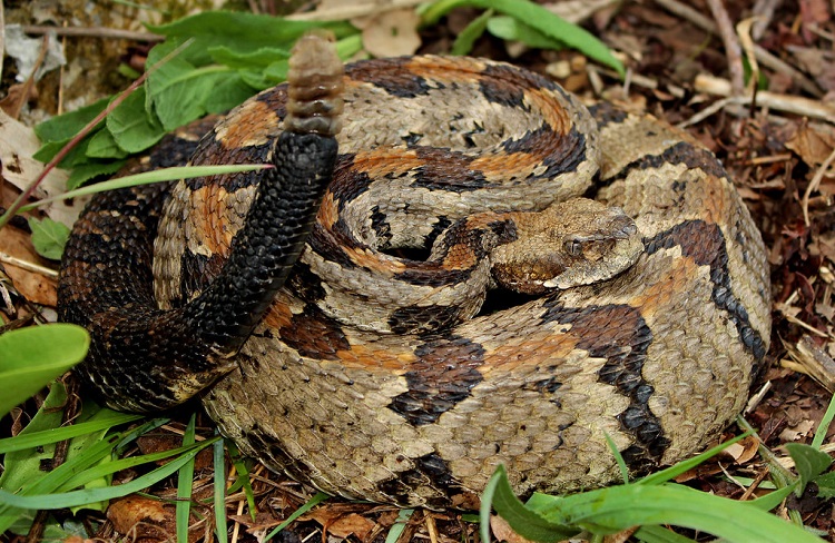 poisonous snake bites