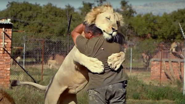 lions compared to humans

