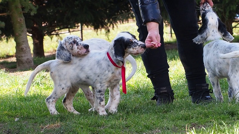 setters dogs
