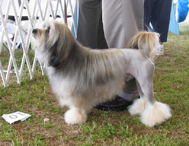 unclipped löwchen
