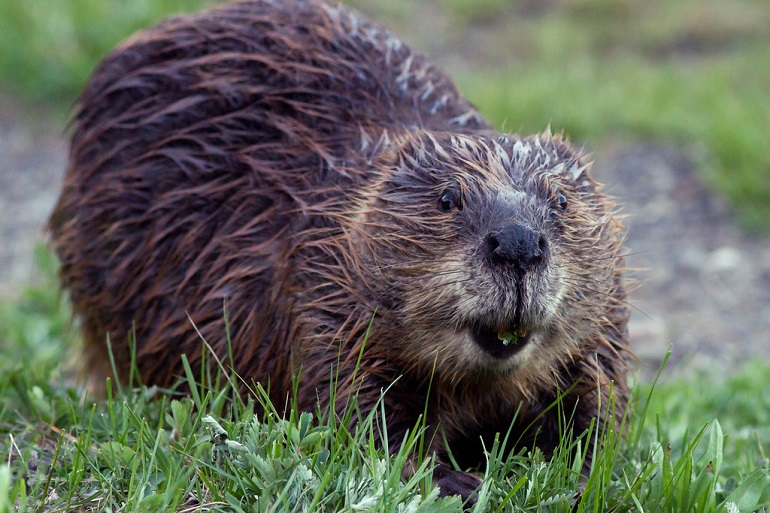 where are beavers found
