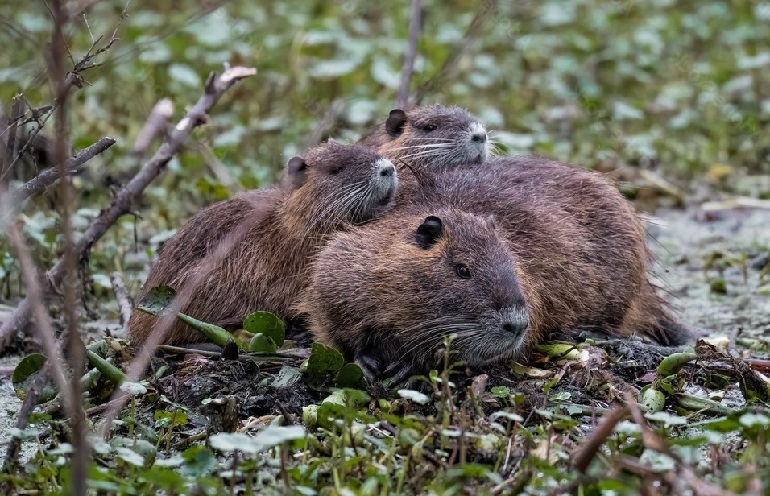 beaver range
