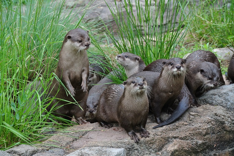 sea otter pet
