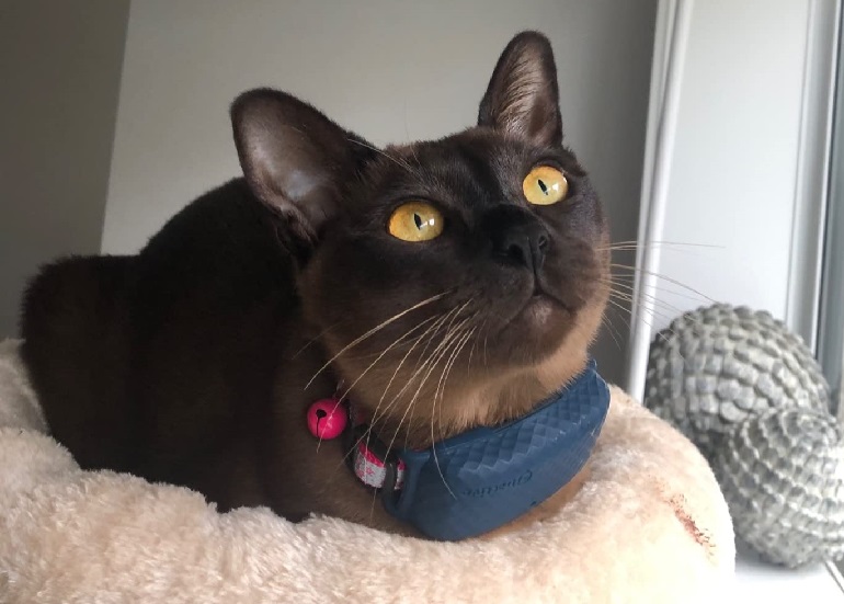 cat airtag collar
