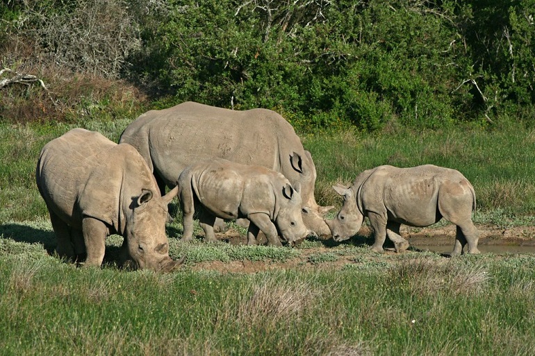 rhinoceros animal
