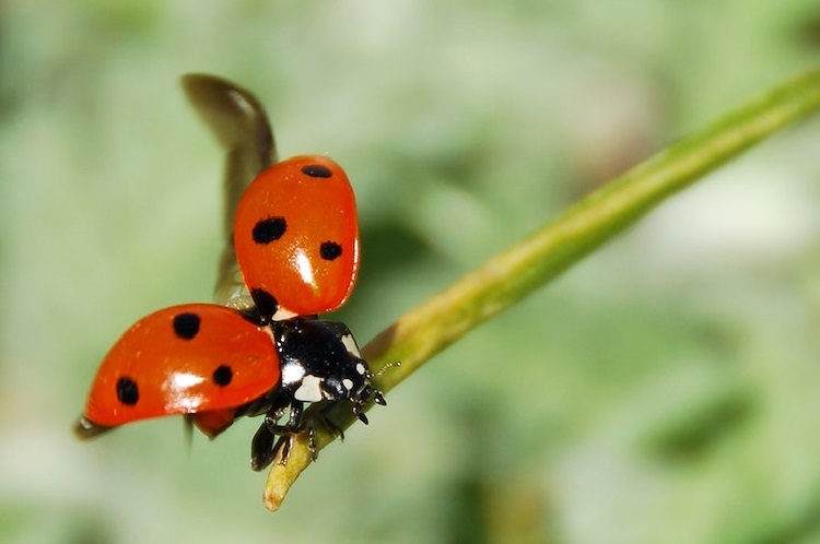 ladybugs on leaves