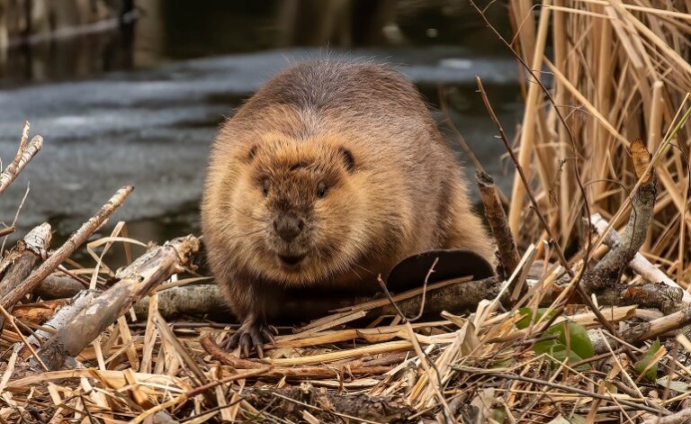 are beavers nocturnal