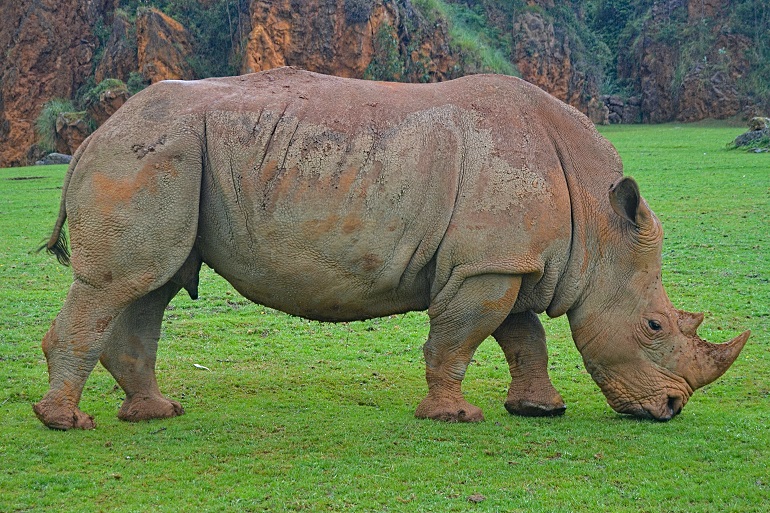 rhinoceros scientific name
