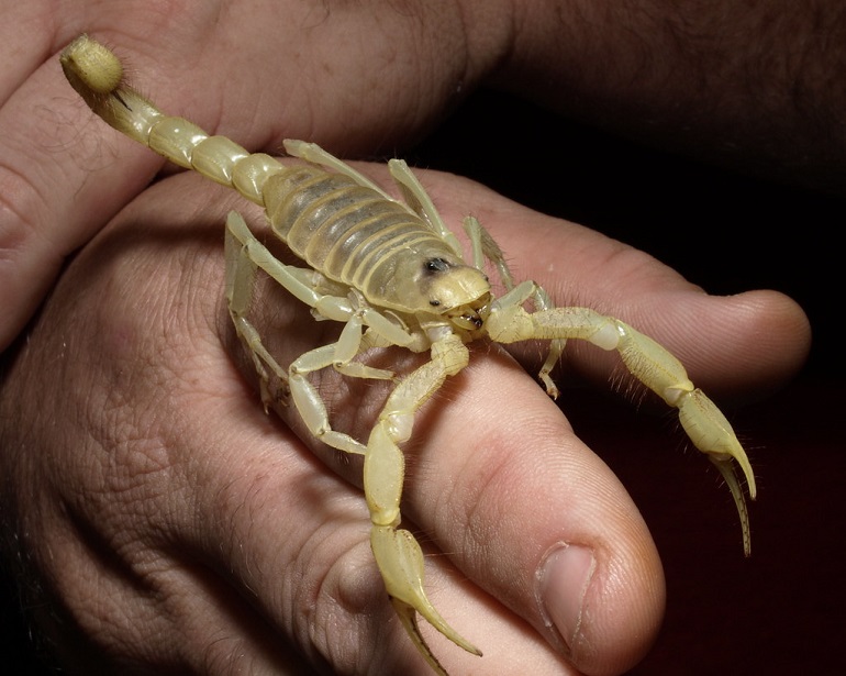 Smallest Scorpion In The World