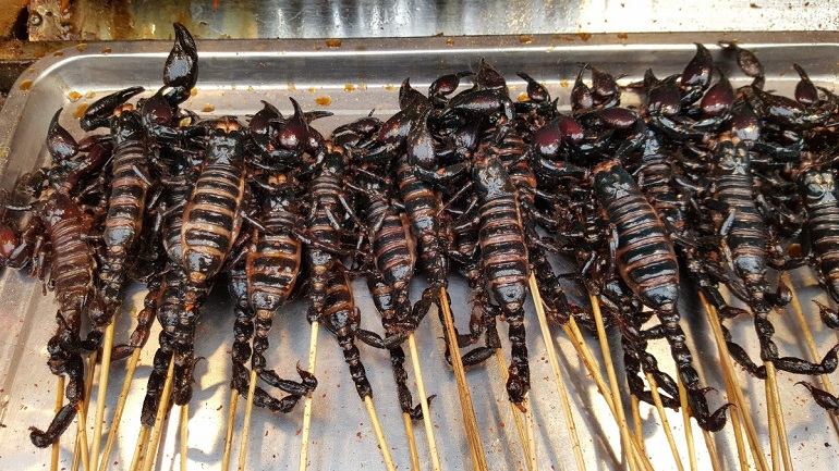 scorpions food