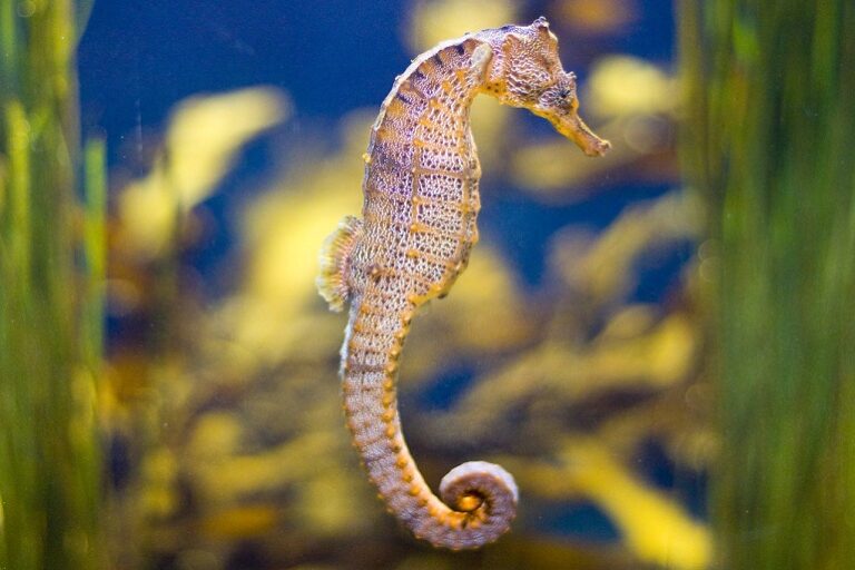 Swimming With The Seahorse: Discover Their Mystical Charisma - WAF