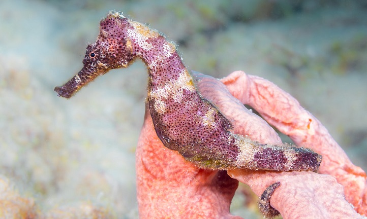 are seahorses real
