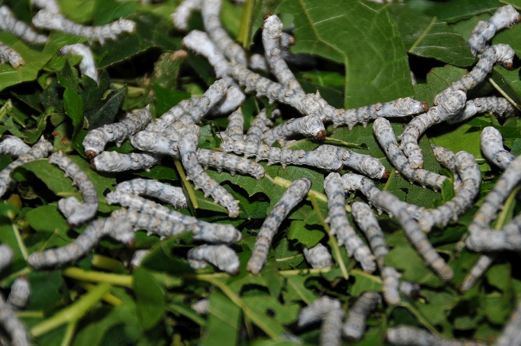 types of insects