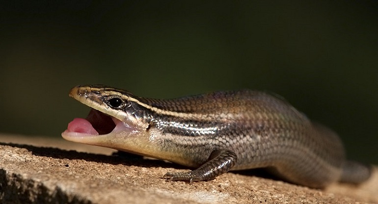 are skinks poisonous to dogs if eaten