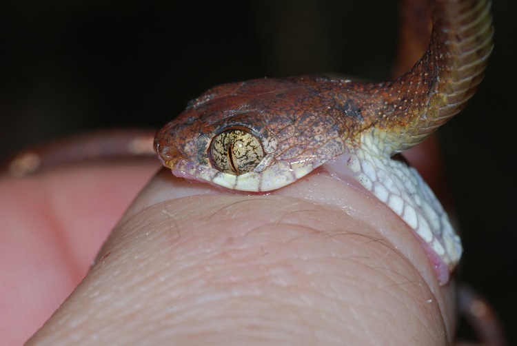 Snake bites are on the rise in US