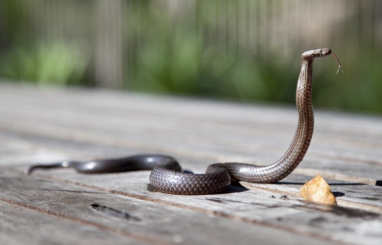 All About Snakes: A Slithering Friend Or Foe?