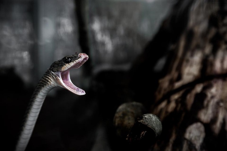 Snake Catcher Bitten By a Venomous Black Mamba After Rescuing It, Dog  Suffered The Same After Boomslang Encounter