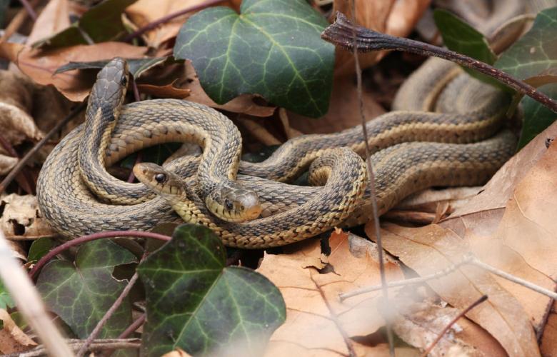 interesting facts about snakes