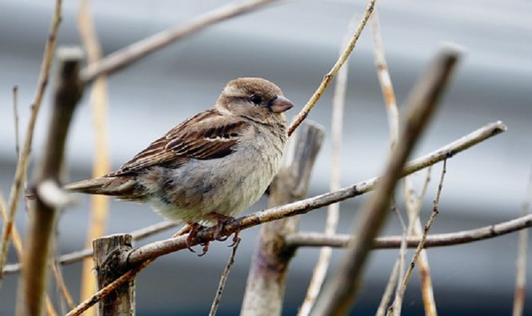 common sparrow
