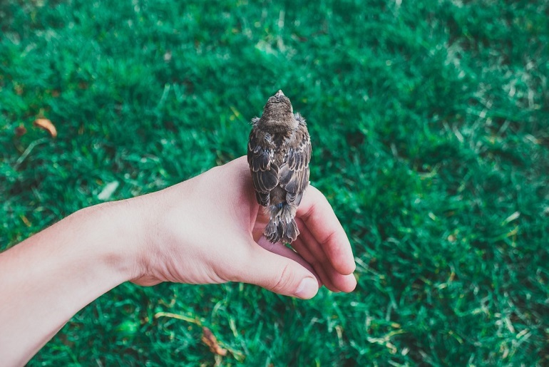 sparrow female
