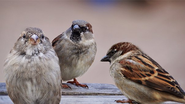 house sparrows
