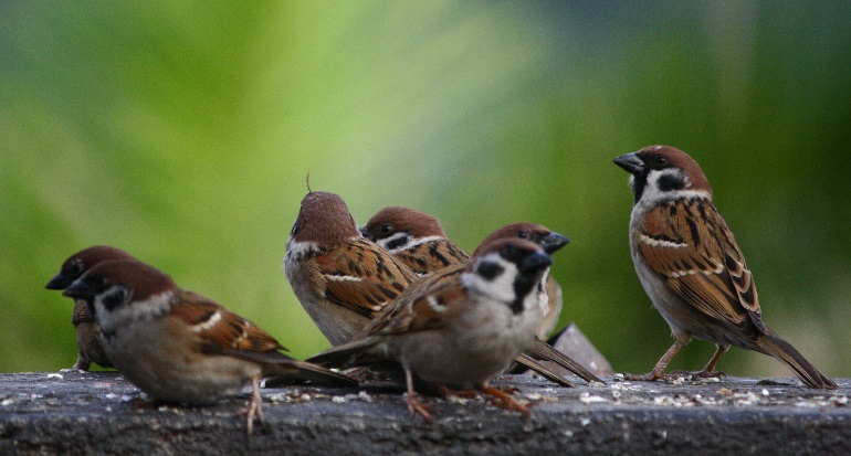 sparrows of new england
