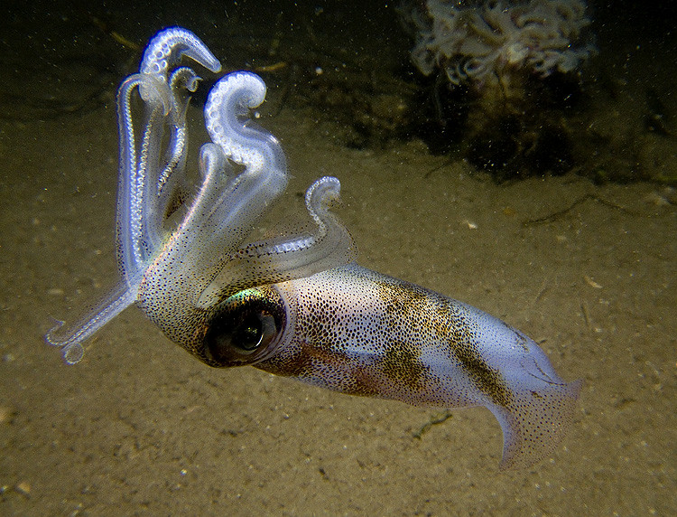 facts about squid