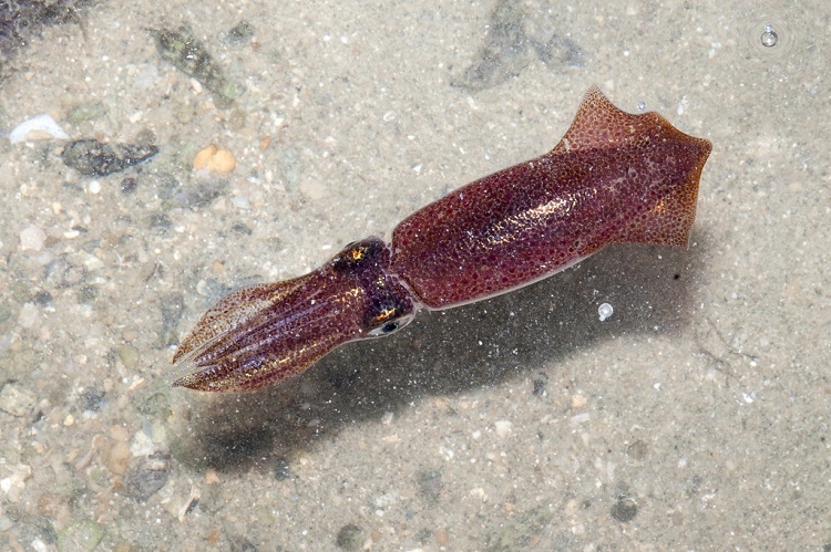 squid