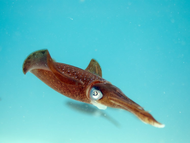 Amazing Facts About Squids - Everything You Need To Know!