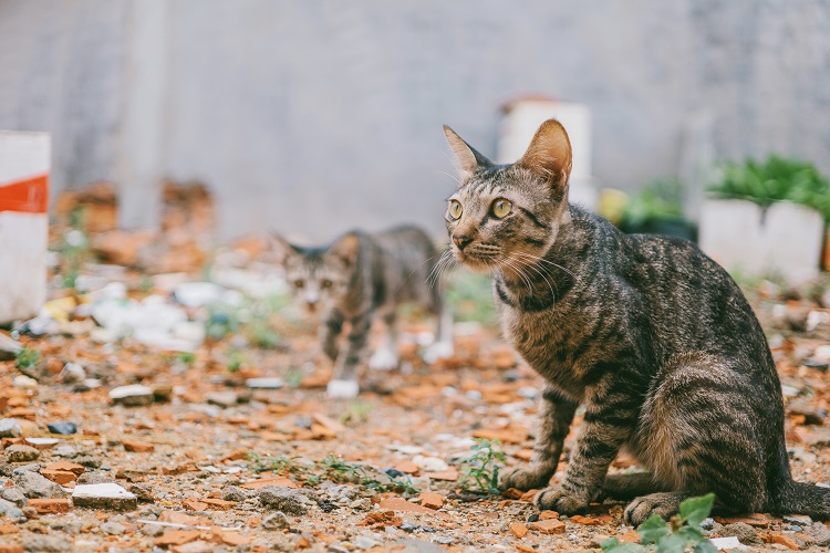 Amazing Statistics About How Many Cats Are In The World