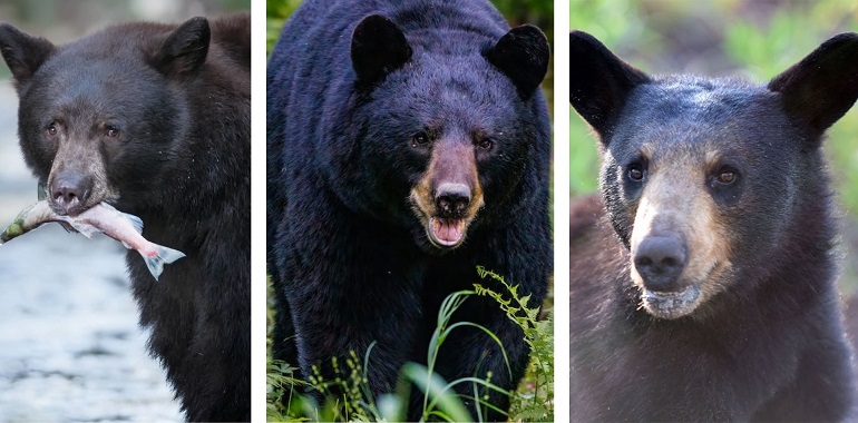 types of black bears
