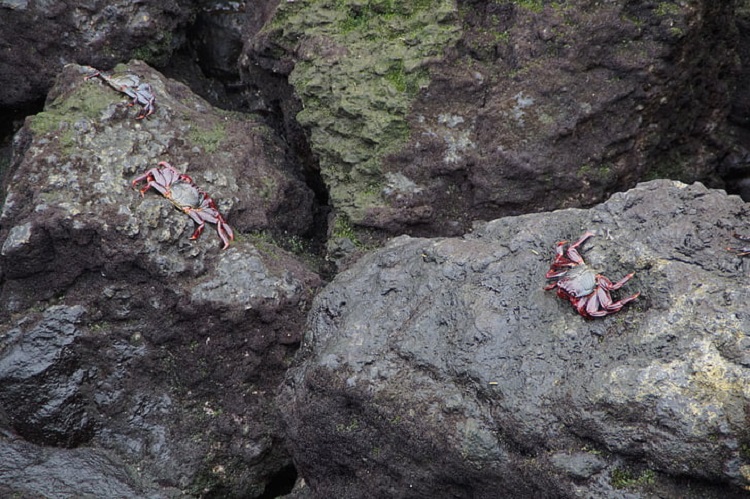 types of crab