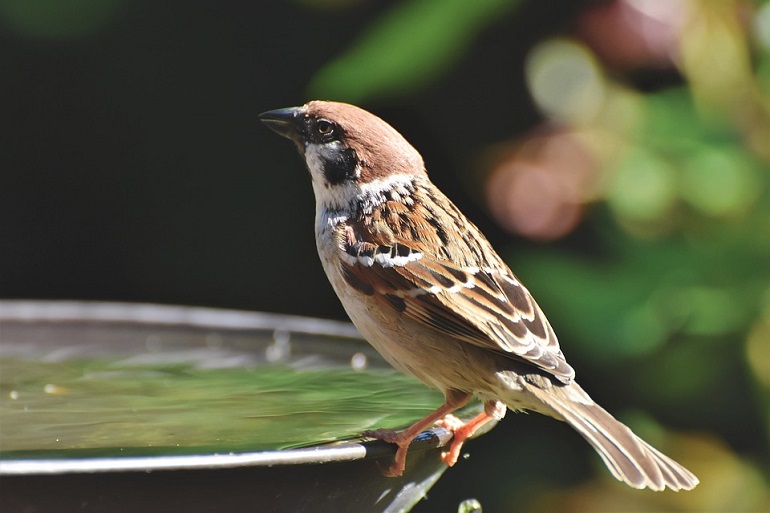 sparrow wings
