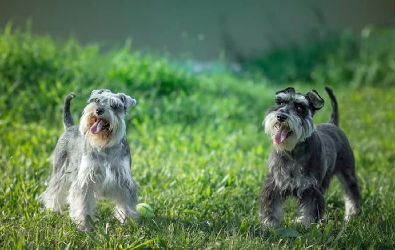 black and white parti schnauzer
