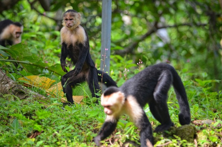 capuchin monkey facts
