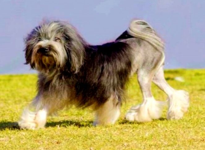 Dog store breed lowchen