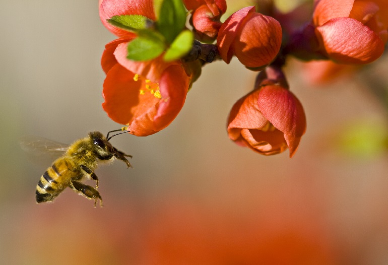 threating pollination