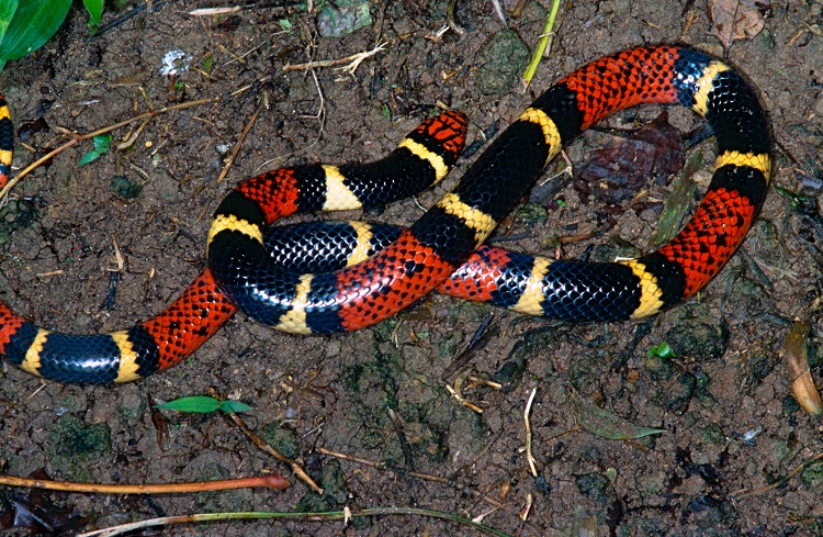 north american venomous snakes