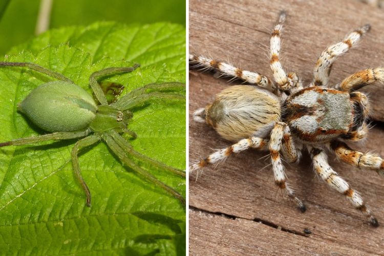 The Creepy Crawlies: Fascinating Facts About Spider