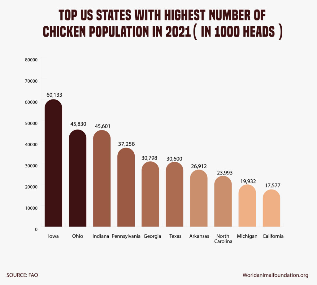 population of chickens