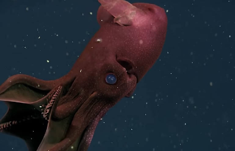 vampire squid