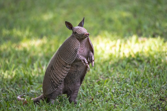 are armadillos mammals
