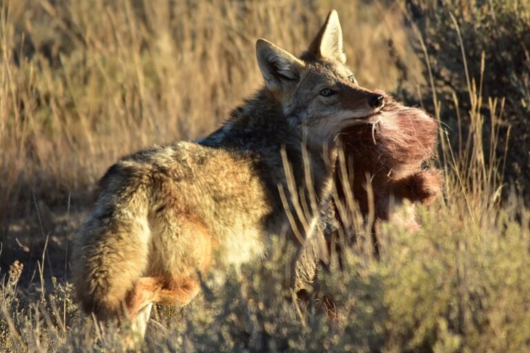 Coyote Animal Facts Species, Behavior & Habitat.