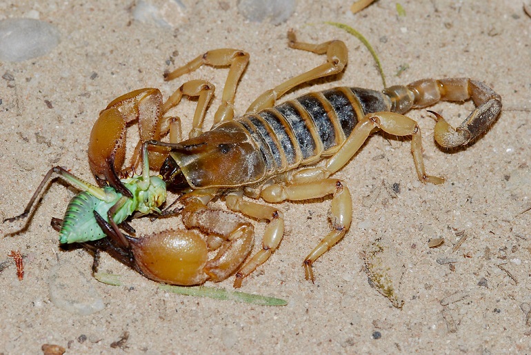 what do scorpions eat